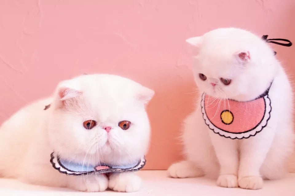 cat Pink Kitten Cat Bralette Fuzzy Bra Meow Cosplay